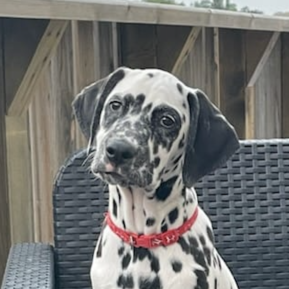 Amélie