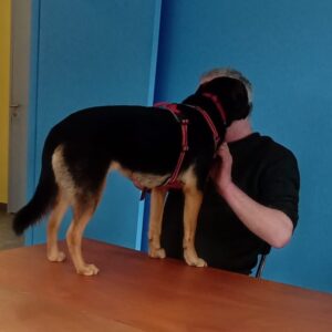 ATELIER APPROCHE DE CHIEN ERRANT