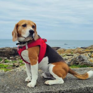 Popeye, beagle bilan réactivié humain + pratique