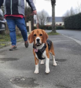 Vaïana beagle ; réactivité humain et fugue